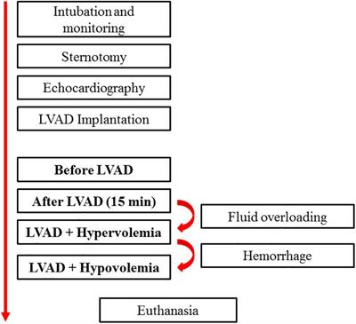 New Advances in Monitoring Cardiac Output in Circulatory Mechanical Assistance Devices. A Validation Study in a Porcine Model